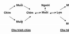 Bệnh Viêm Não Nhật Bản Trên Heo